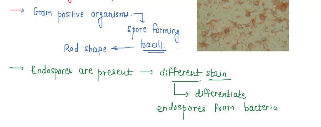 Solved What Does A Bacillus Megaterium And E Coli Look Like Under A Microscope After A