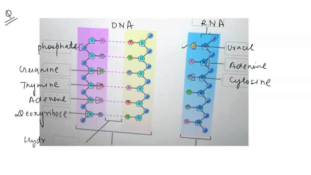 SOLVED Label The Images To Assess Your Knowledge Of Nucleic Acid