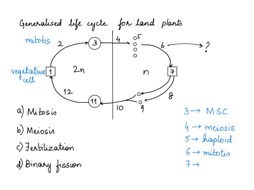 Solved Question Points The Following Questions Refer To The