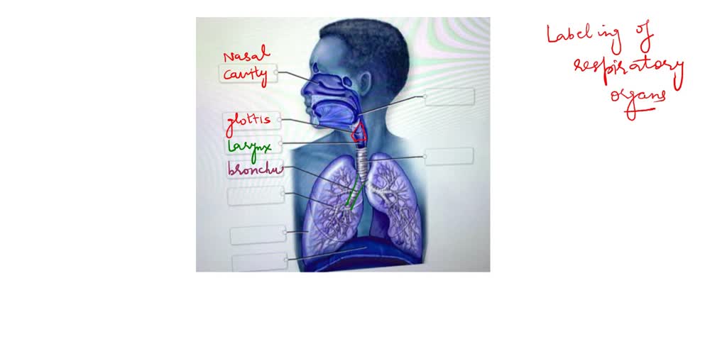 SOLVED Categorize The Following Structures A5 Part Ofthe Conducting Or