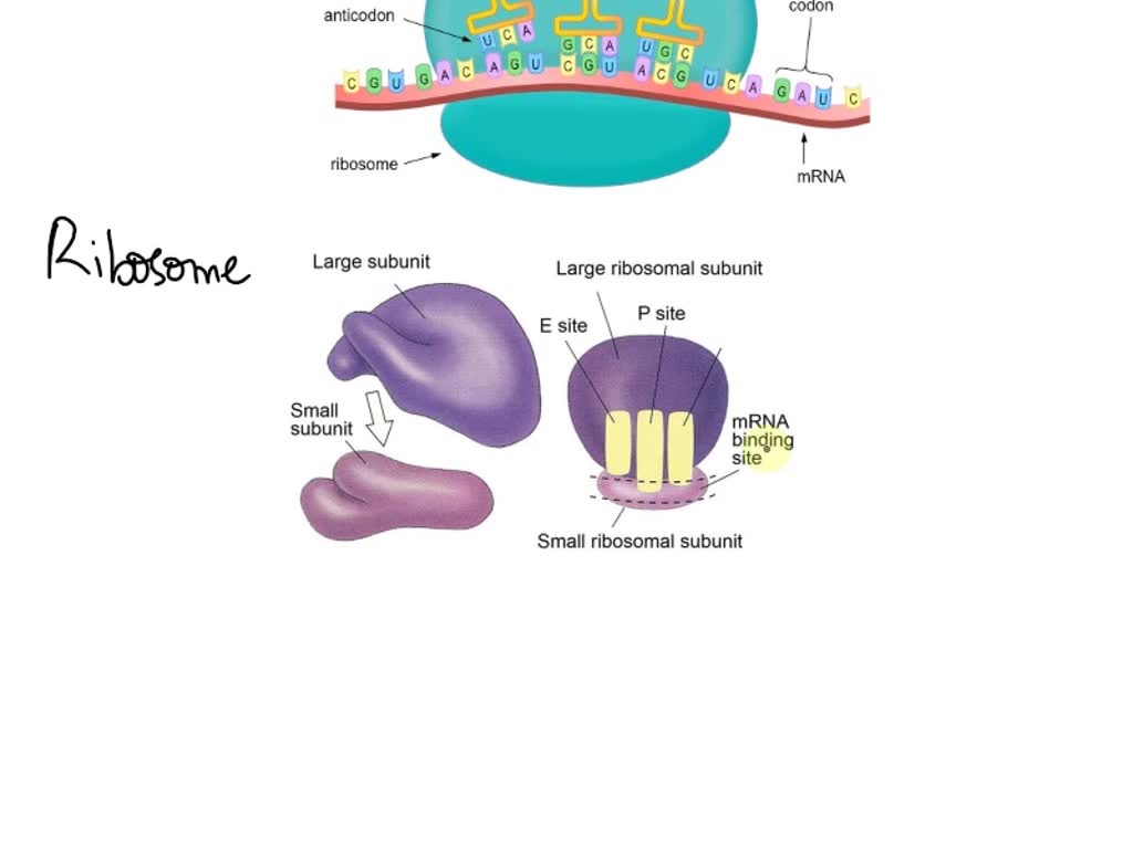 SOLVED 1 Describe The Structure Of A TRNA How It Becomes Charged