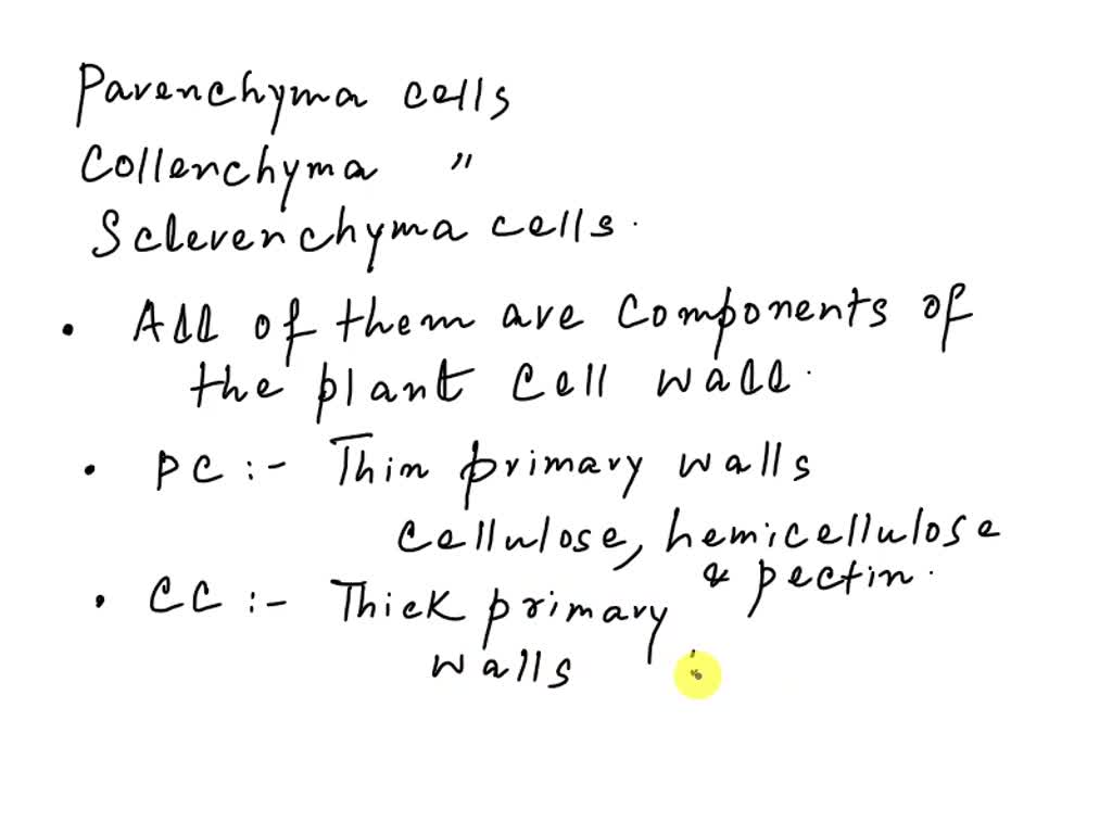 SOLVED Differentiate Between Parenchyma Collenchyma And Sclerenchyma