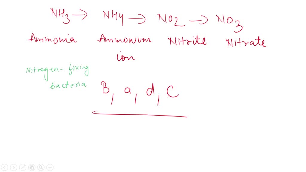 Solved Nitrogen Fixing Bacteria And Nitrifying Bacteria Convert