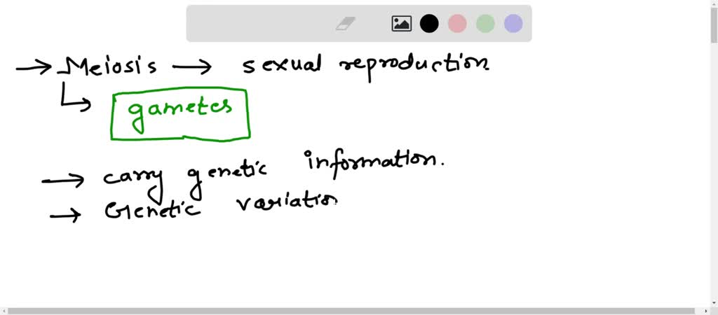 Solved Why Is Meiosis Important For Sexual Reproduction