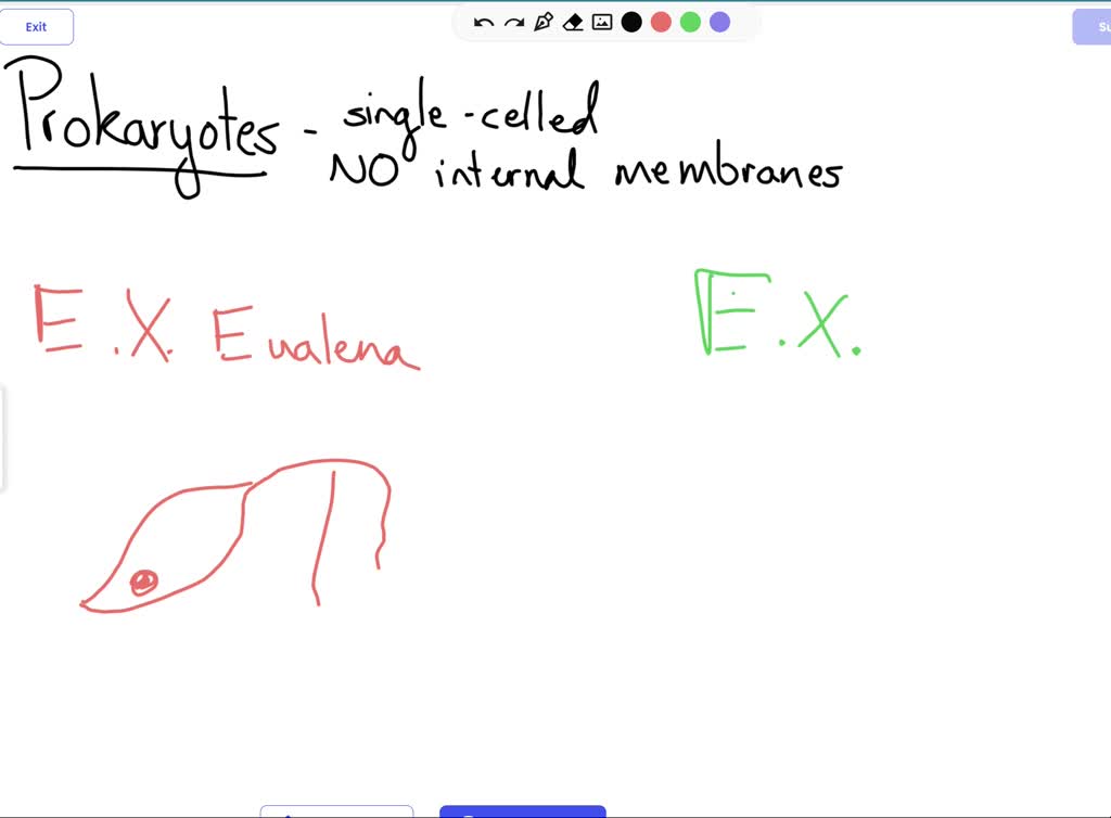 SOLVED How Do Prokaryotic Cells Exhibit Cellular Differentiation