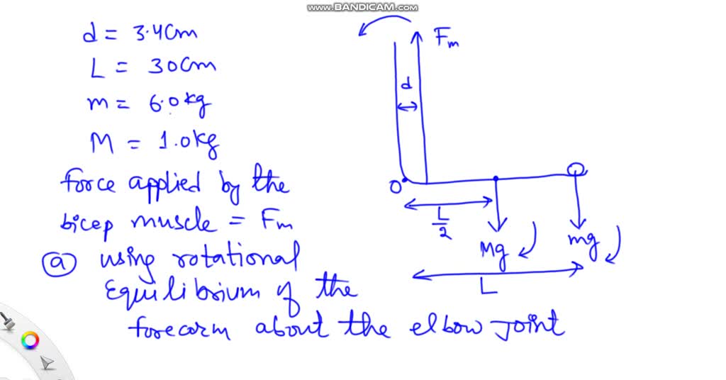 VIDEO Solution 1 An Arm Is Flexed To 90 Degrees And A Weight Of 2 Kg