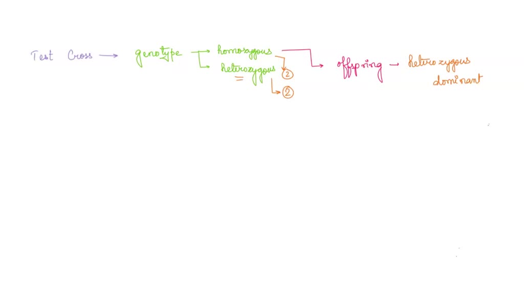 SOLVED Click And Drag The Labels To Correctly Identify The Tissue And