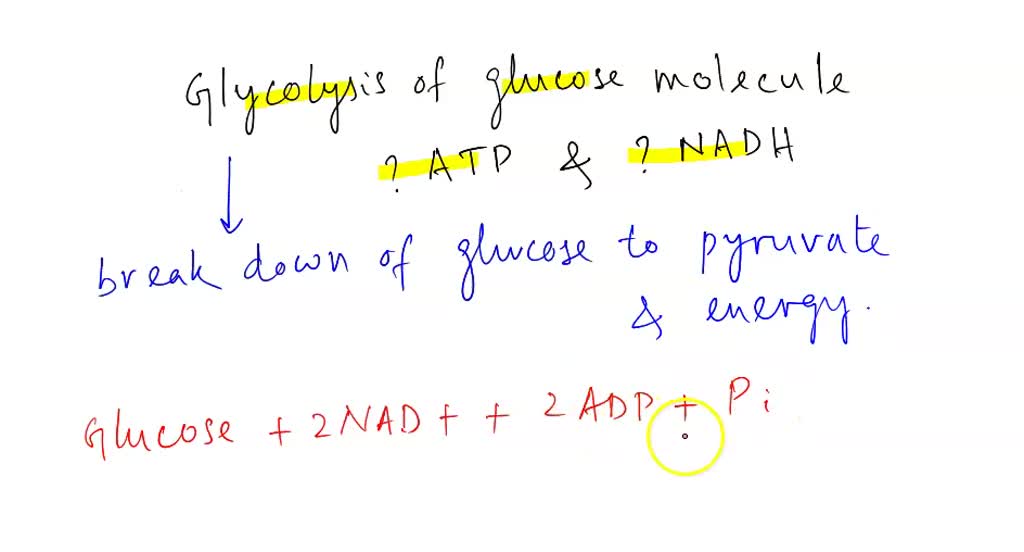 SOLVED Reaksi Glikolisis Akan Menghasilkan Molekul Asam Piruvat
