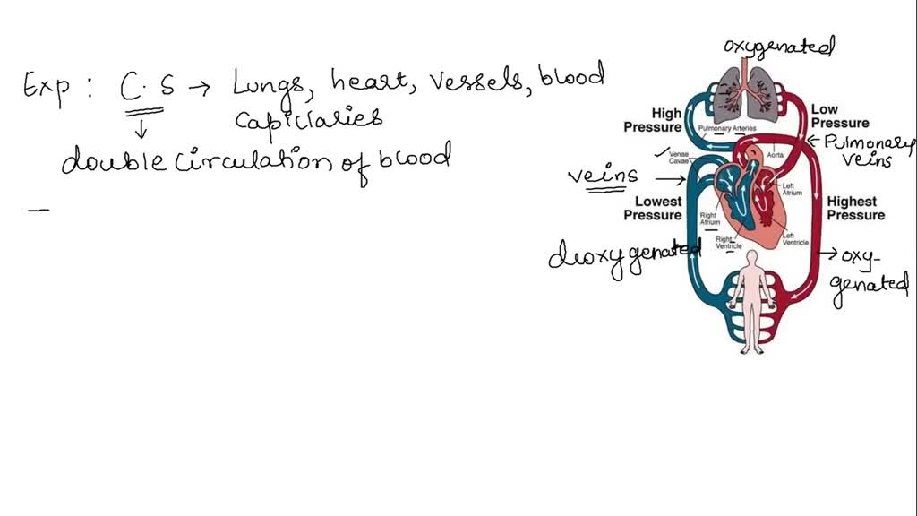 Solved The Large Blood Vessels That Take Oxygenated Blood From The