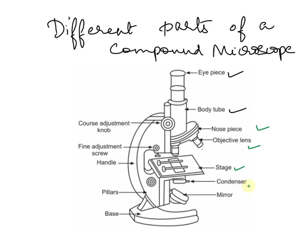 Solved Microscopy And Cell Structure C Ied Velenss Oa Lci Jconielebjt