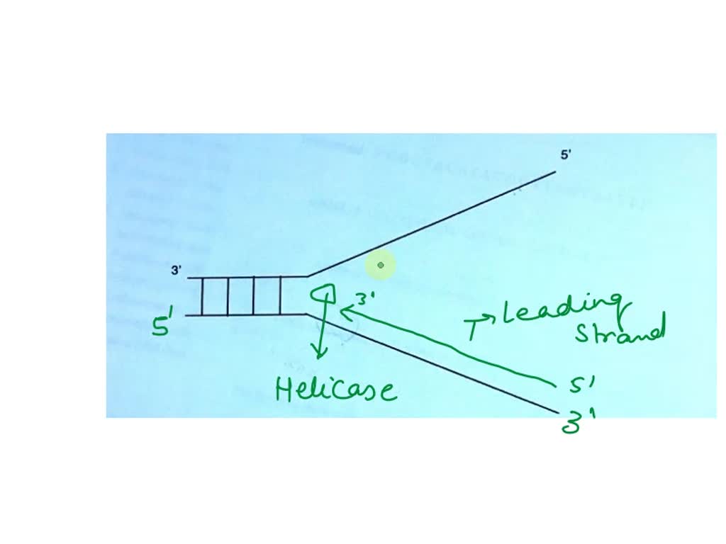 SOLVED Double Stranded DNA Partially Opened Up To Allow DNA