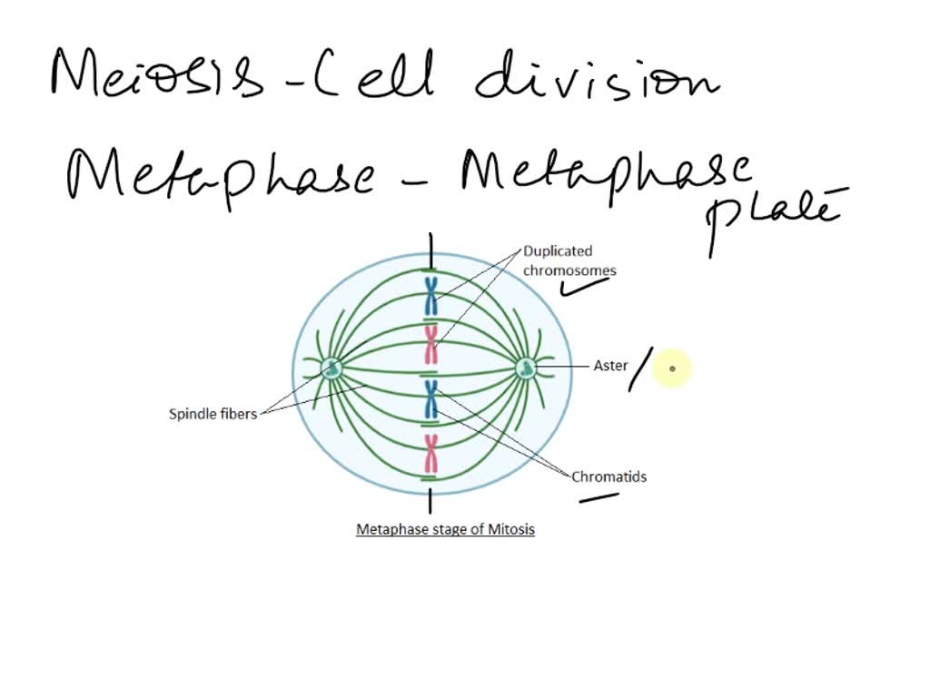 Solved Qs This Cell Is Going Through Meiosis Label The Following