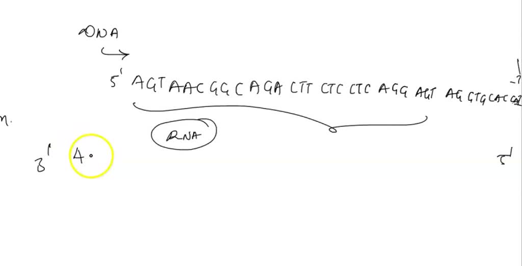 SOLVED Transcribe The Following DNA Sequence From HbA Record Your