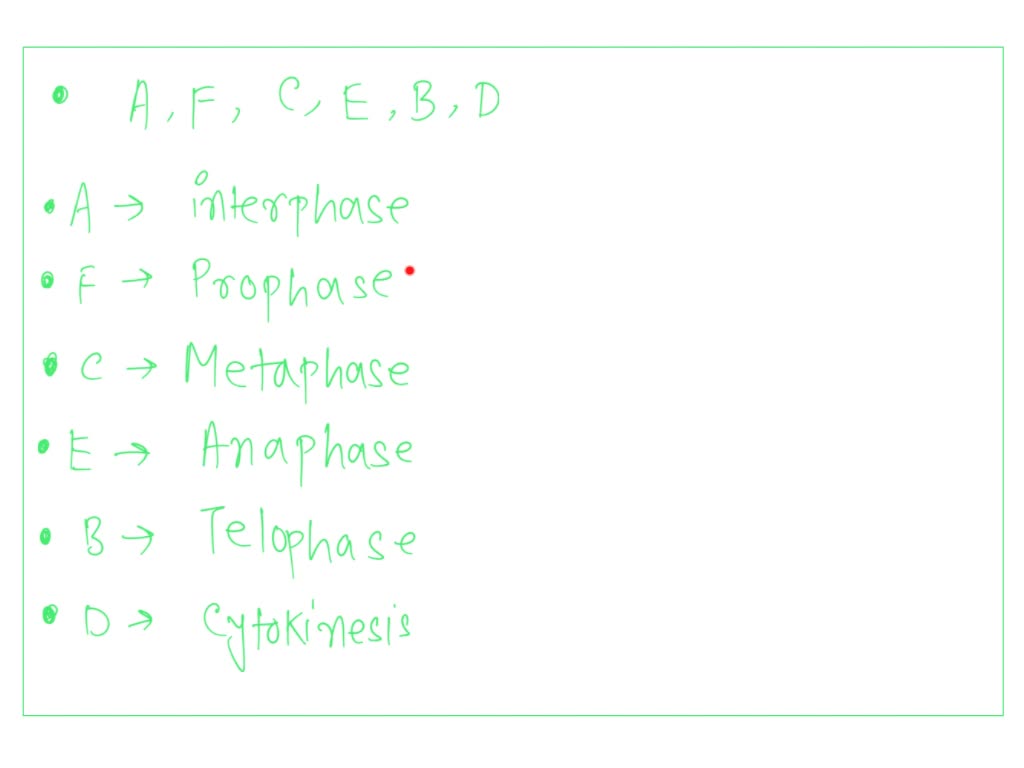 Solved The Diagram Below Shows Six Cells In Various Phases Of The Cell