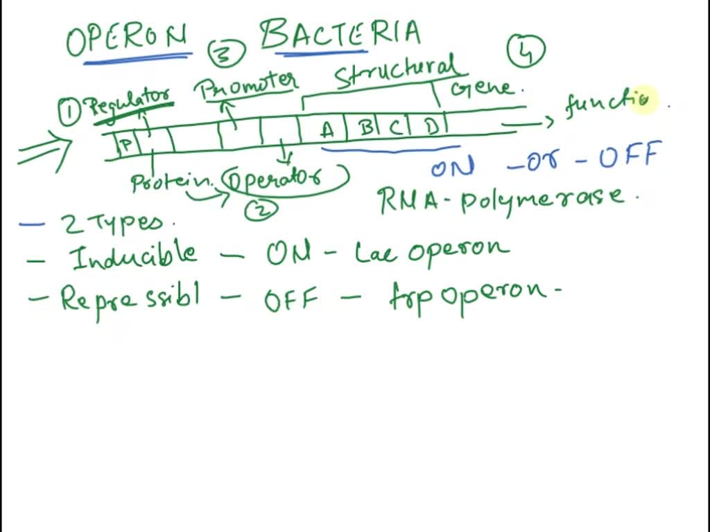 Solved Question Name And Define The Major Components Of Bacterial