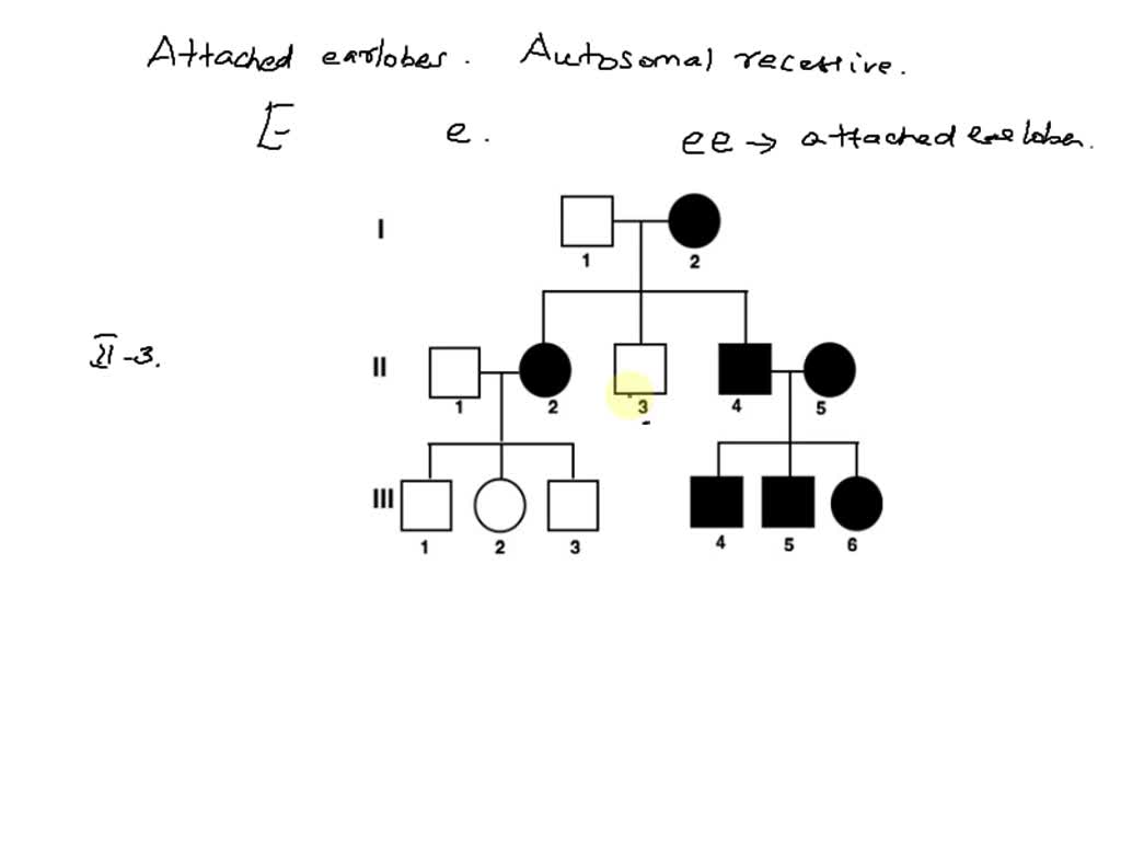 Solved The Pedigree Below Tracks The Presence Of Attached Earlobes