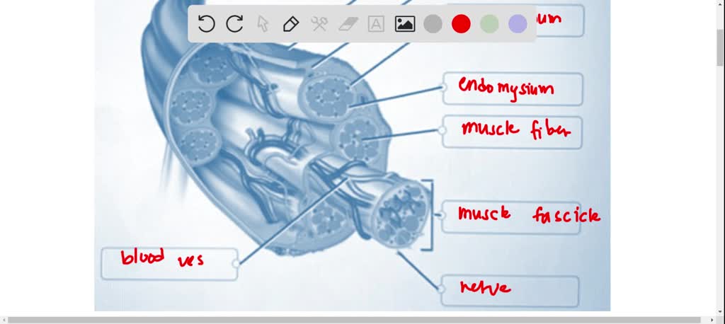 Correctly Label The Following Muscles Of The Anterior View