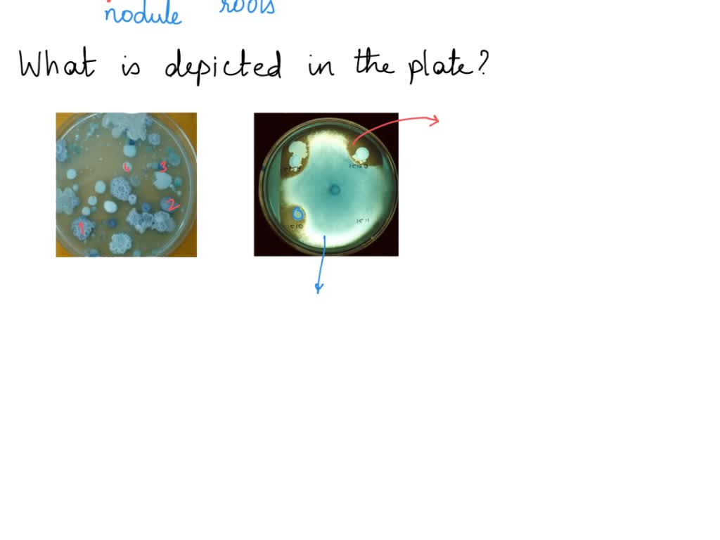 Solved Below Is A Sketch Of A Tlc Plate What Is The Rf For The Lower Spot