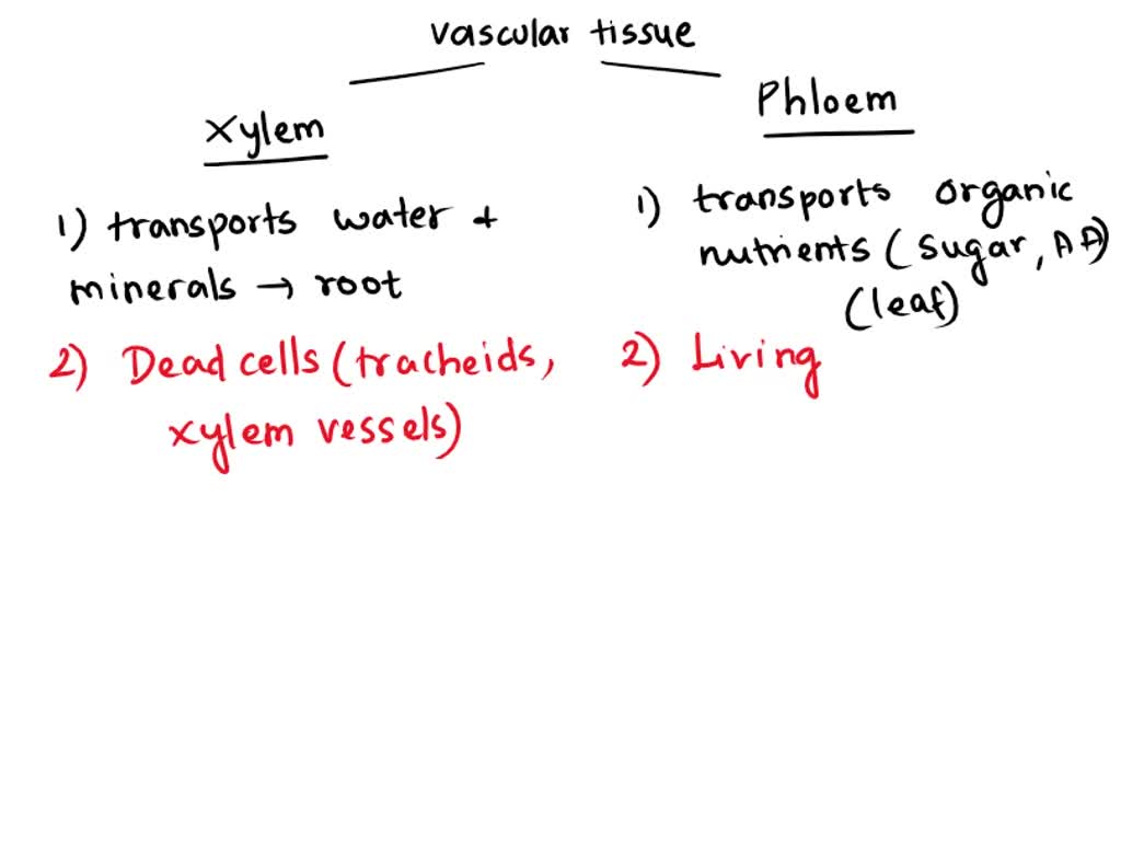 SOLVED What Is Difference Between Transport Of Material In Xylem And