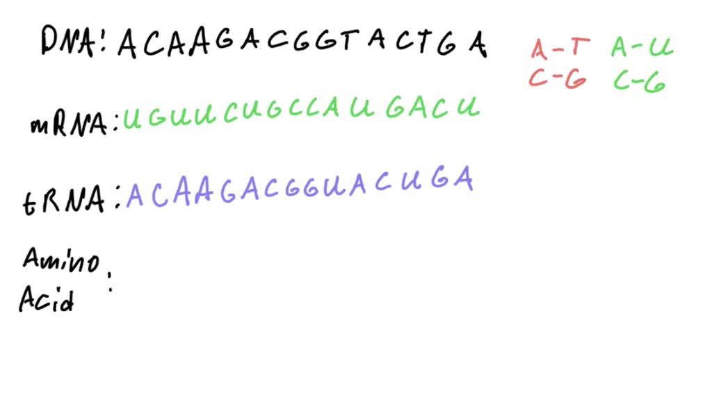 Solved Fillin The Diagram Dna Trna Amino Acids Mrna