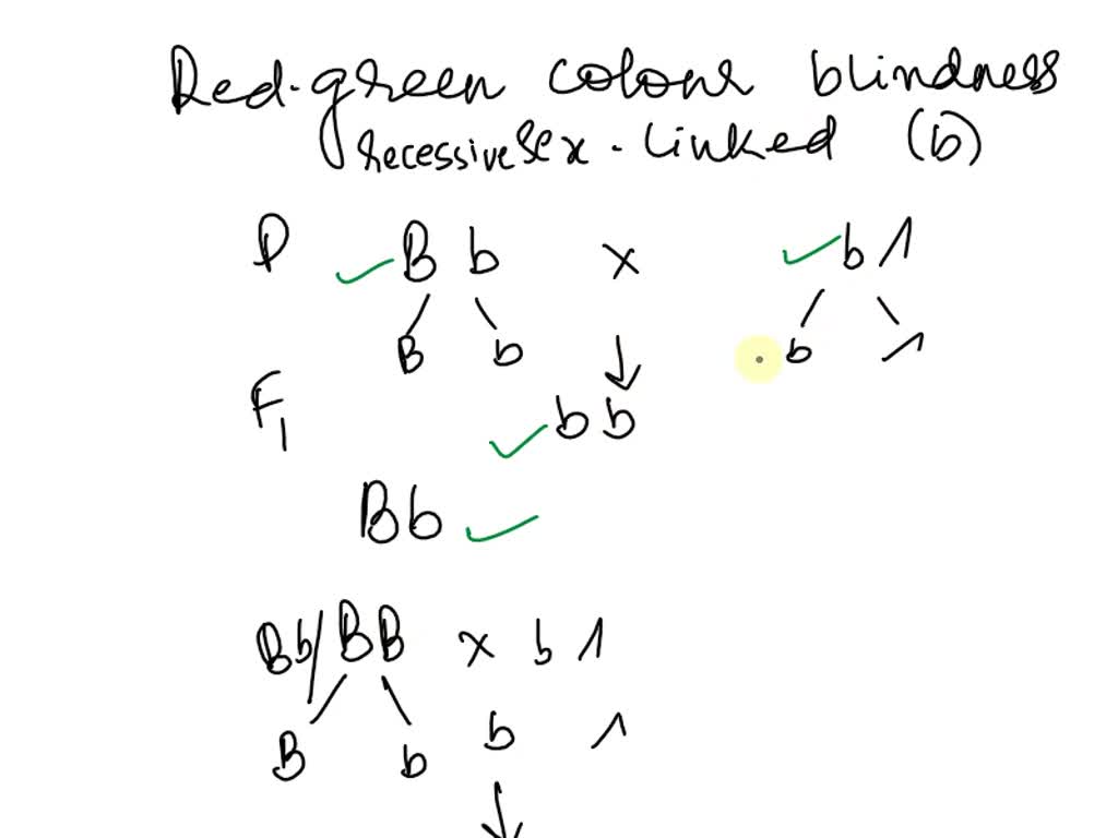 Solved Red Green Color Blindness B Is Recessive Sex Linked Trail