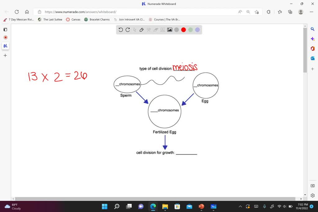 Solved Frogs Have Pairs Of Chromosomes Complete This Model By