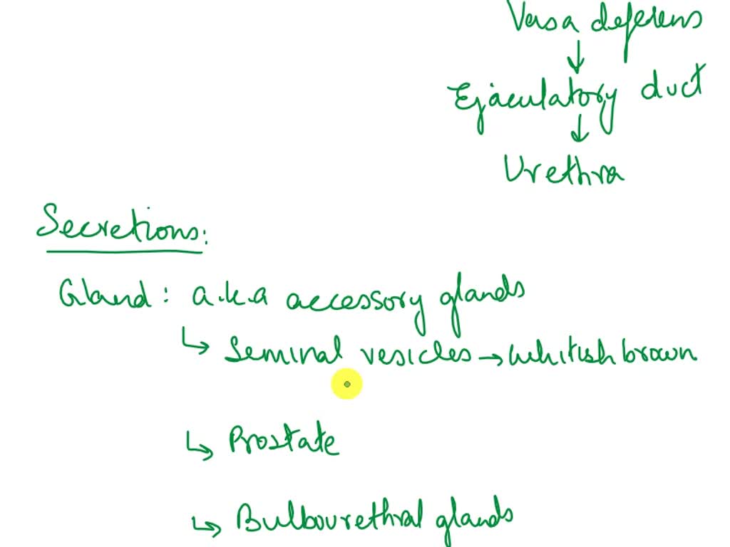 SOLVED Trace The Pathway Of Sperm Entering The Female Reproductive