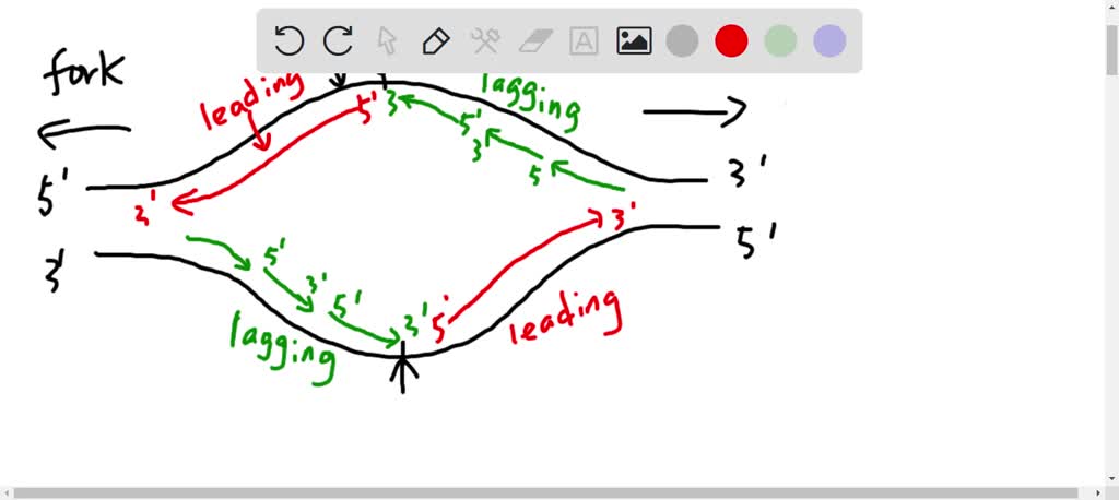 Solved Draw A Replication Bubble With Both Replication Forks And Label