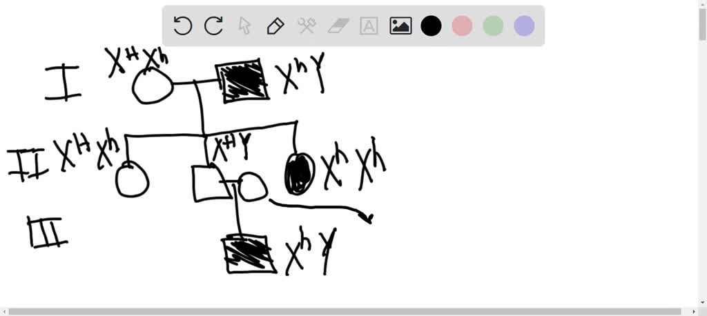 SOLVED A Recessive Sex Linked Gene H Located On The X Chromosome