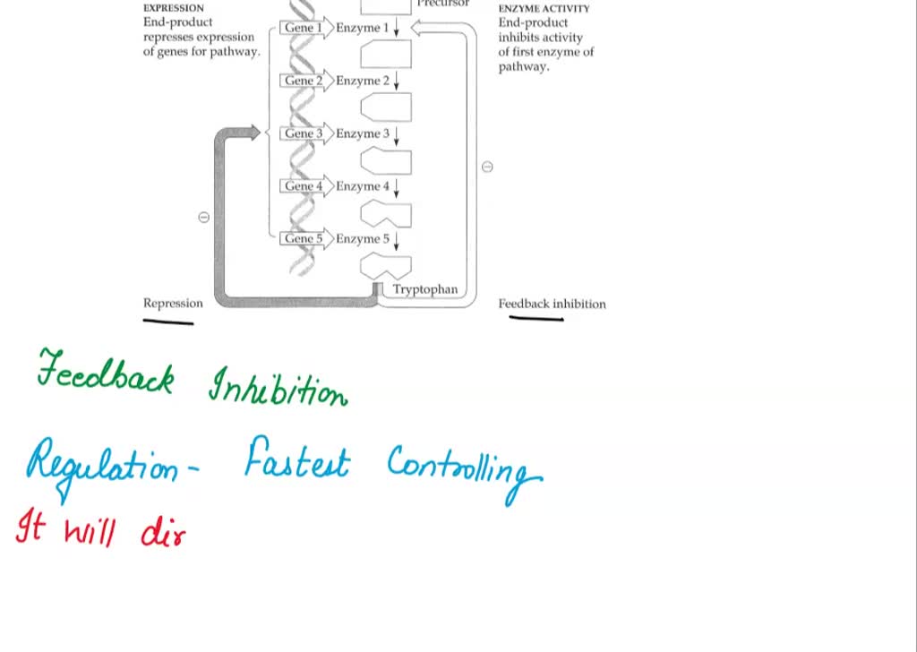 Solved Regulation Of A Metabolic Pathway Figure Regulation Of