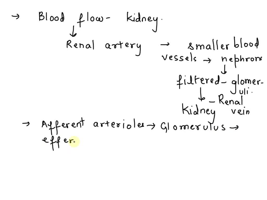 SOLVED Listen Which Pathway Accurately Depicts The Flow Of Blood