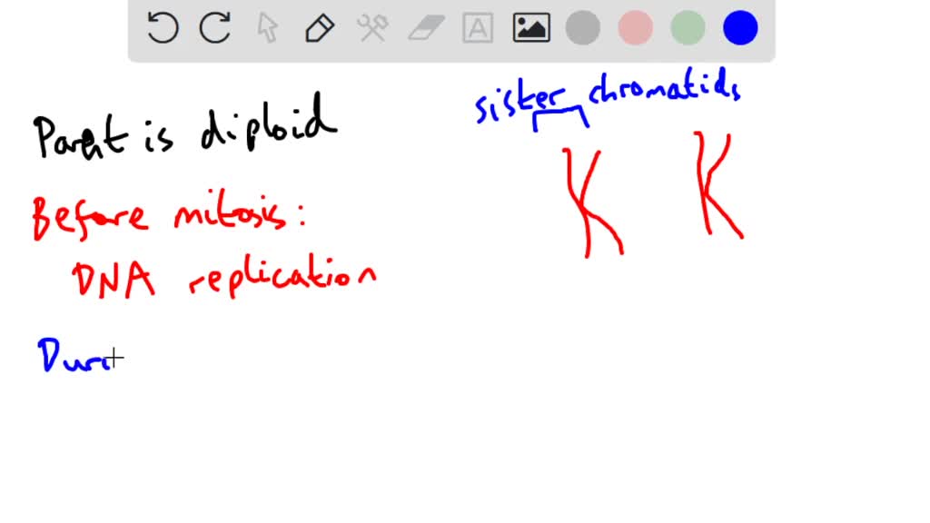 Solved Explain How Mitosis Produces Two Genetically Identical Daughter