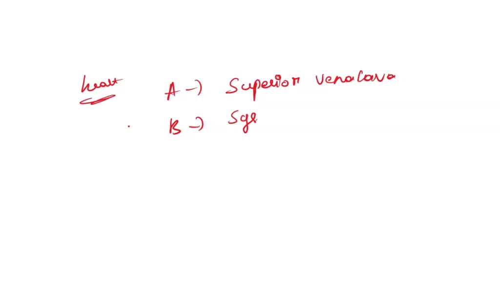 Solved A B C D Identify The Blood Vessel Labeled A Identify The Blood