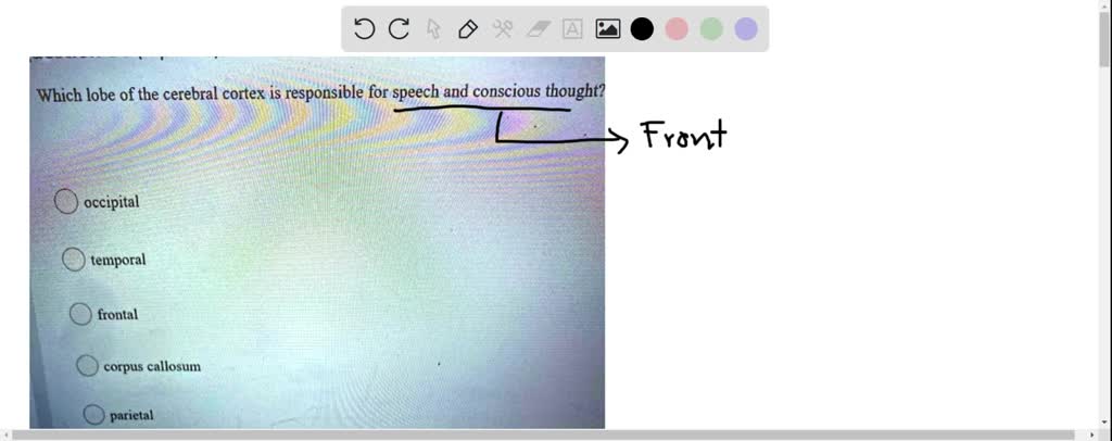 Solved Which Brain Lobes Are Responsible For Voluntary Movement The