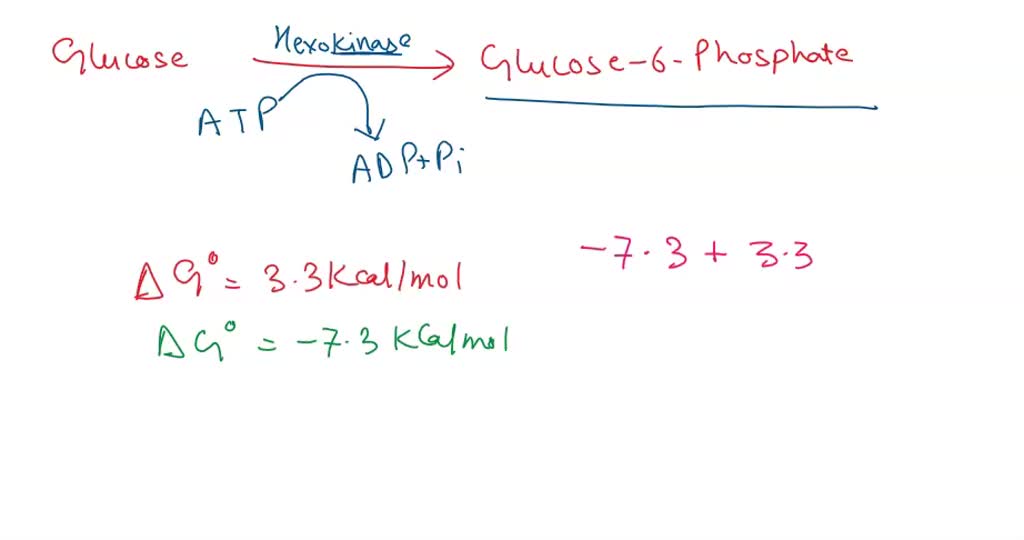 Solved Question The Phosphorylation Of Glucose To Glucose