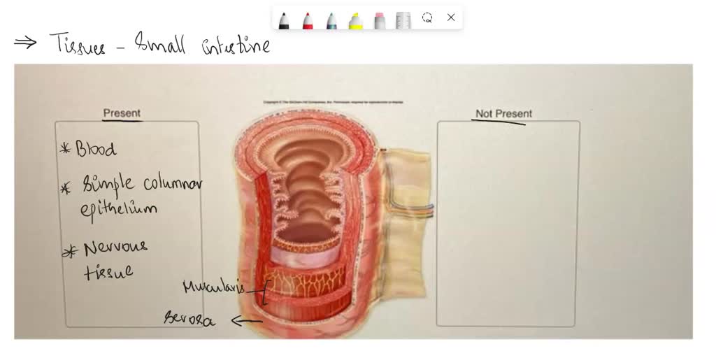 Solved Organs Are Composed Of More Than One Tissue Type Working