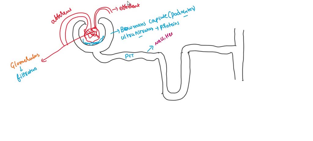 SOLVED What Are The Major Functions Of The Nephrons Describe The Function Of The Glomerulus