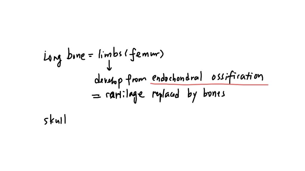 SOLVED Long Bones Form Via Whereas Skull Bones Form Via A