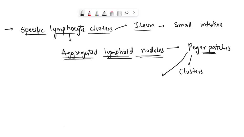 Solved Neutrophils Lymph Nodes Basophils Thoracic Duct Germinal