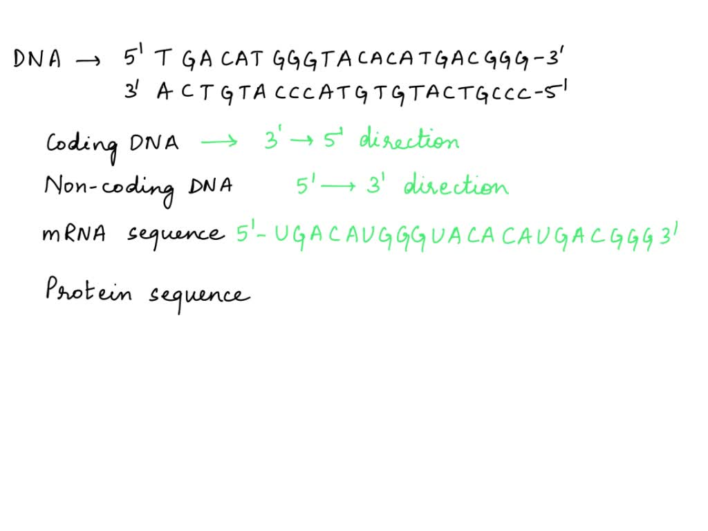 SOLVED Below Is A DNA Molecule Transcribe This Molecule Into RNA And