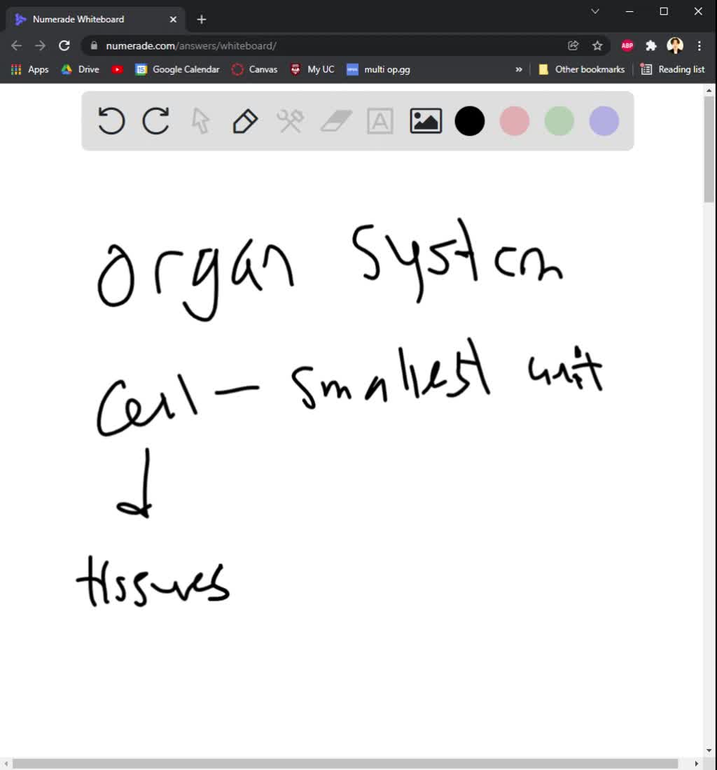 SOLVED Write A Summary Conclusion About The Organization Of The Human