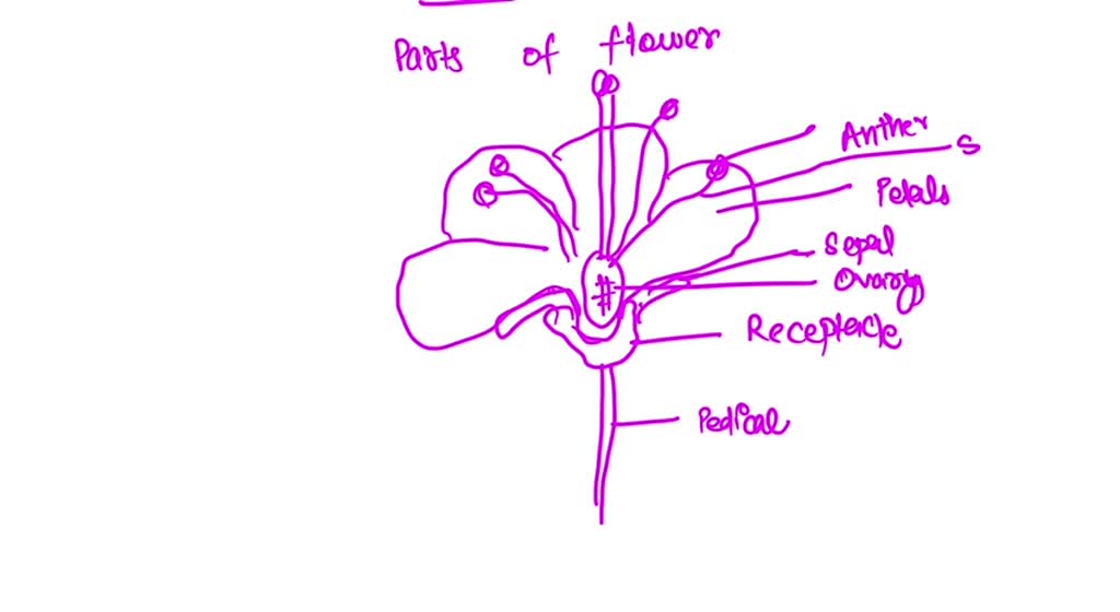 SOLVED In This Activity You Will Observe A Flower And Try To Identify