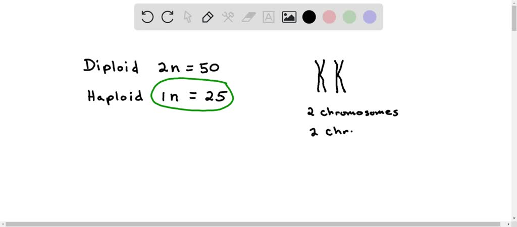 Solved The Karyotype Of An Organism Is Described By N Assume A