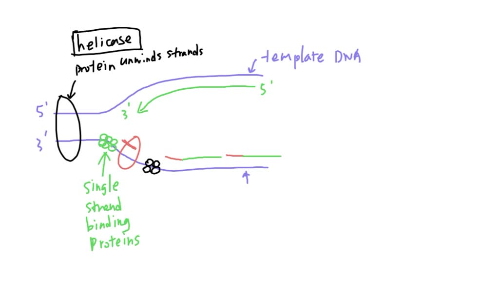 SOLVED The Image Shows A Replication Fork With Template DNA Strands