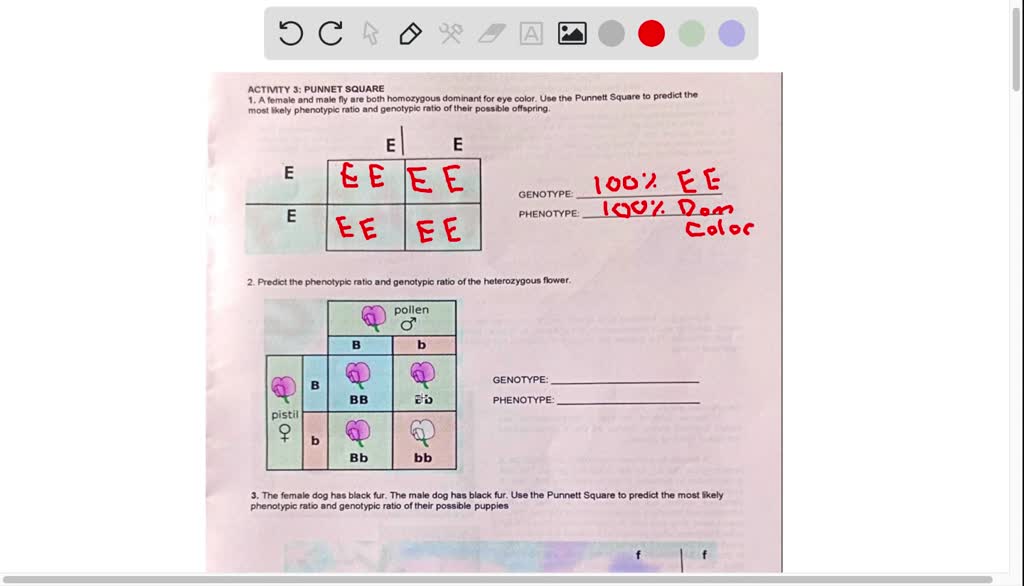 Determining Eye Color Punnett Square Infoupdate Org