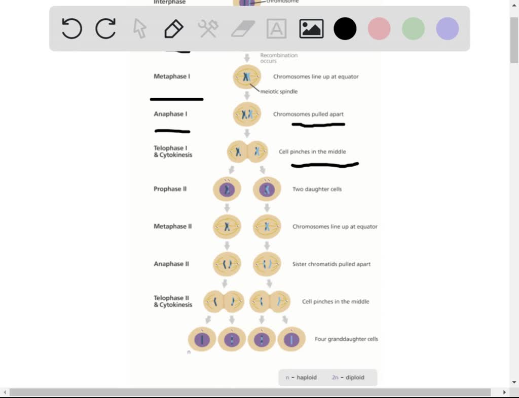 Solved Match Each Cell To Proper Phase Of Meiosis A Telophase Ii B