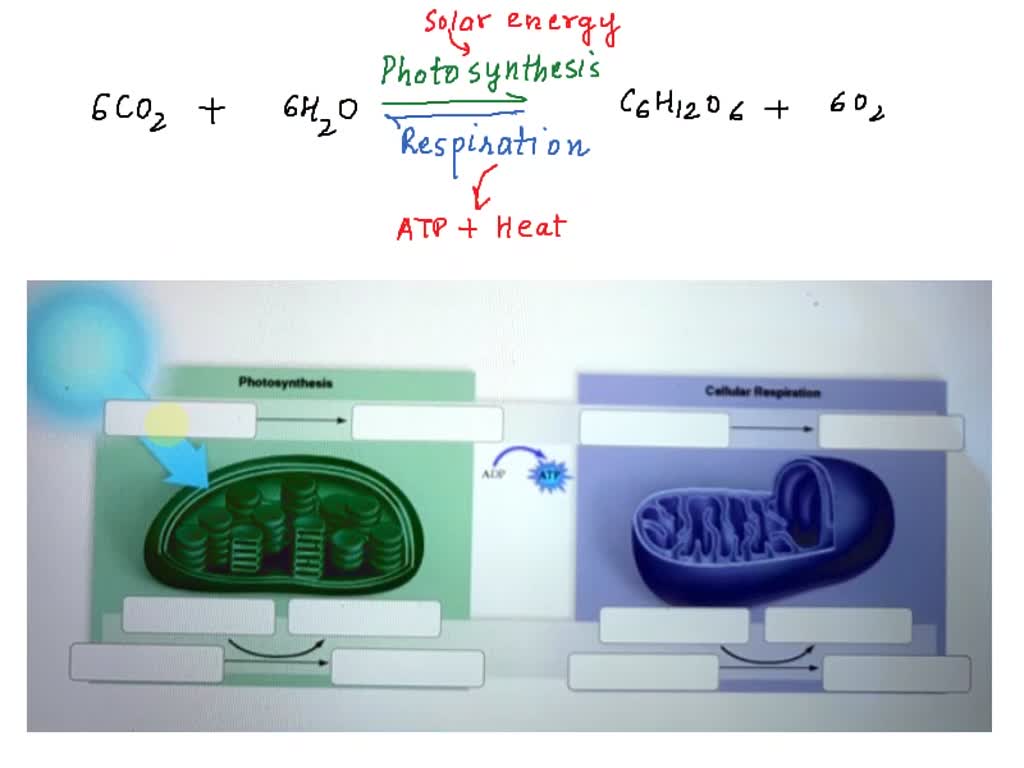 Solved Label The Appropriate Items The Following Dlagram Representing