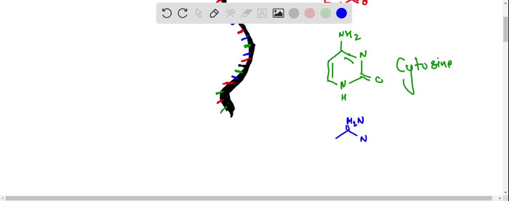 Solved Now Draw A Monomer Of Rna Again Label All Parts And Number