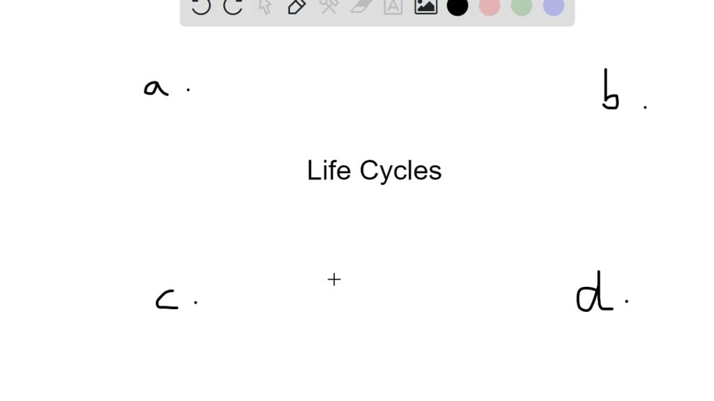 SOLVED Which Type Of Life Cycle Has Both A Haploid And Diploid