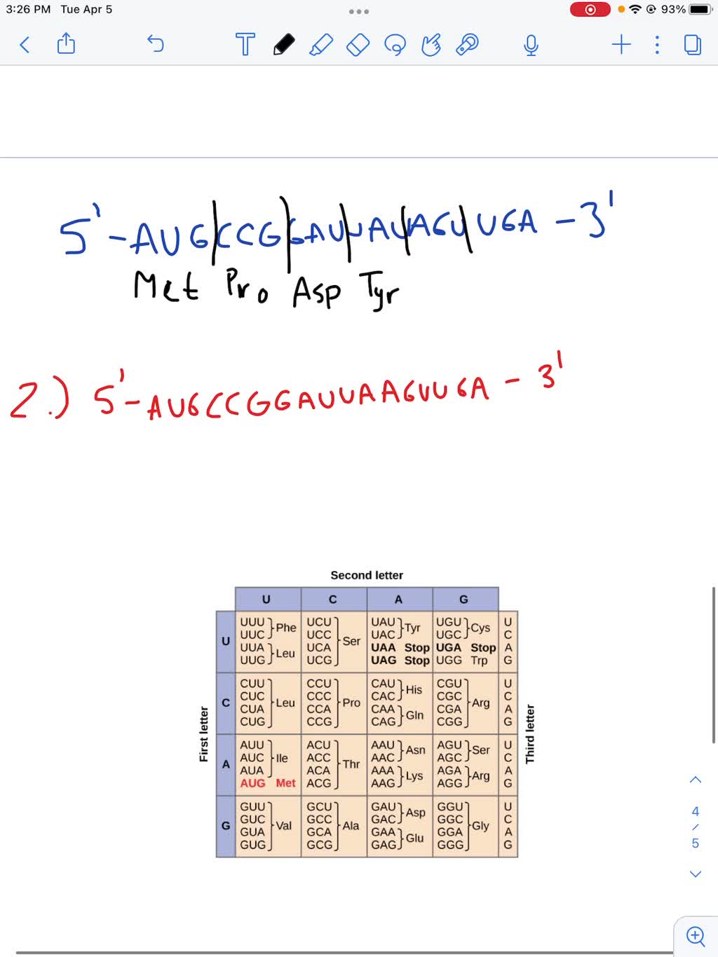 SOLVED Predict The Amino Acid Sequence Produced During Translation Of